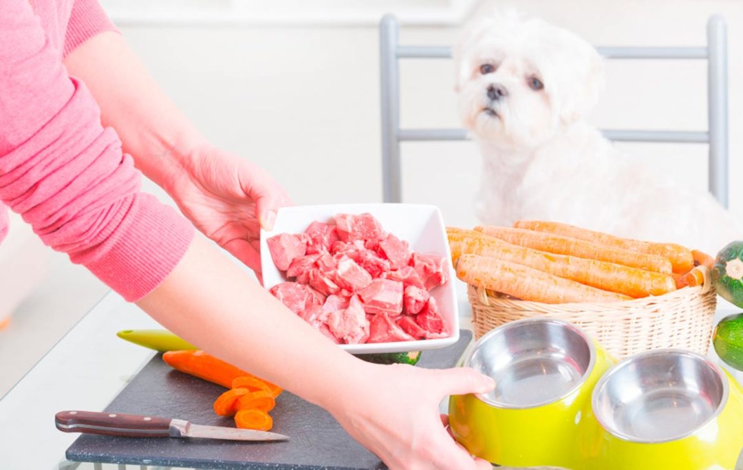 Curso en Nutrición y Dietética Canina