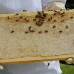 Qué es la apicultura y sus beneficios